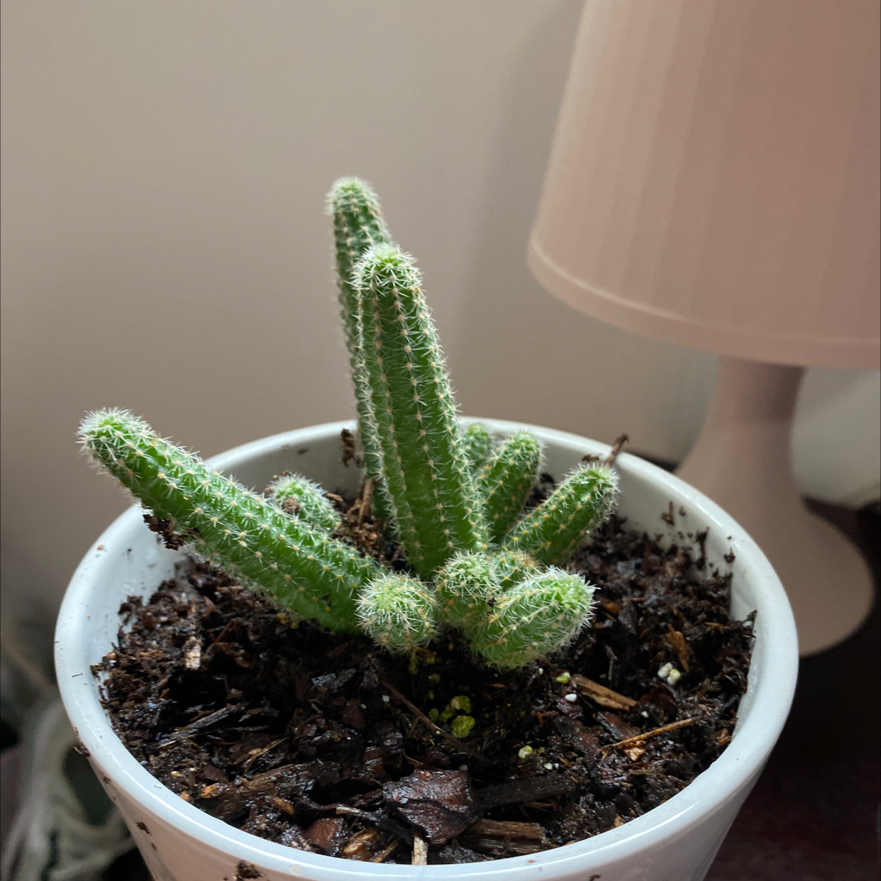 Peanut Cactus in a white pot with visible soil, appears healthy.