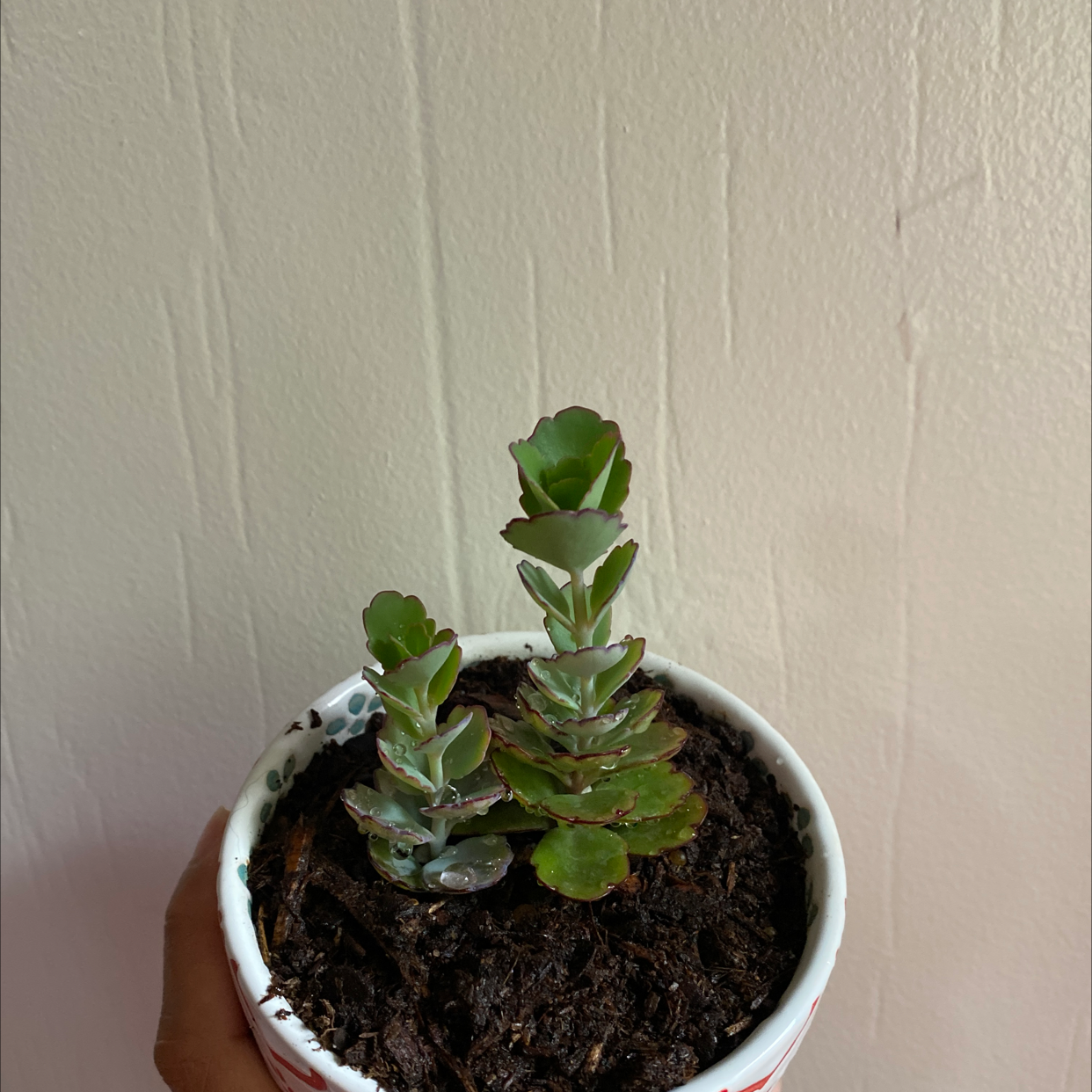 Potted Lavender Scallops plant with scalloped leaves, held by a hand.