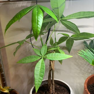 Money Tree plant in Somewhere on Earth