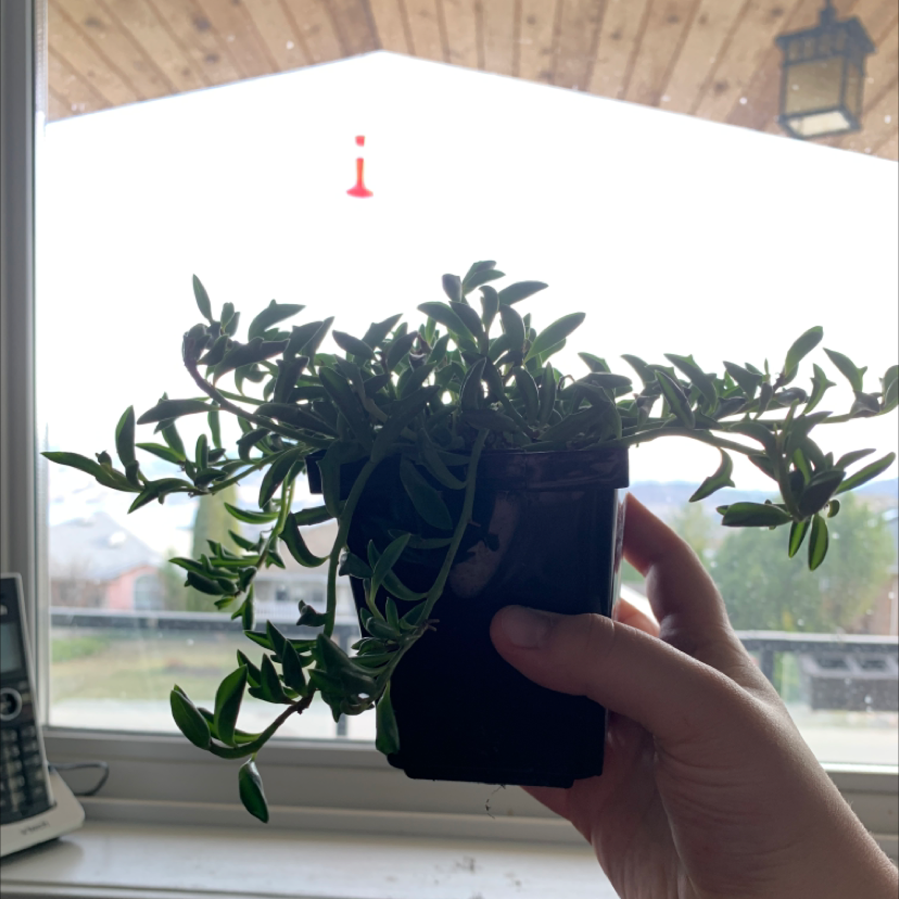 Photo of the plant species String of Dolphins by @Kennedy named Winston on Greg, the plant care app