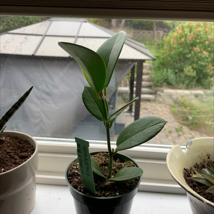 Photo of the plant species Hoya australis 'Bordvare' by @Kennedy named Xena on Greg, the plant care app
