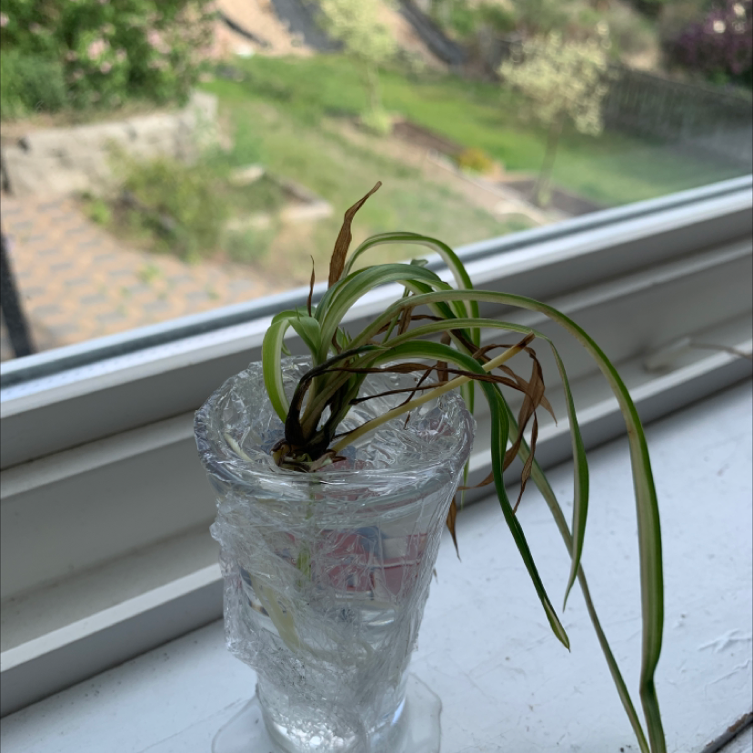 Spider Plant plant photo by @Kennedy named Astro on Greg, the plant care app.