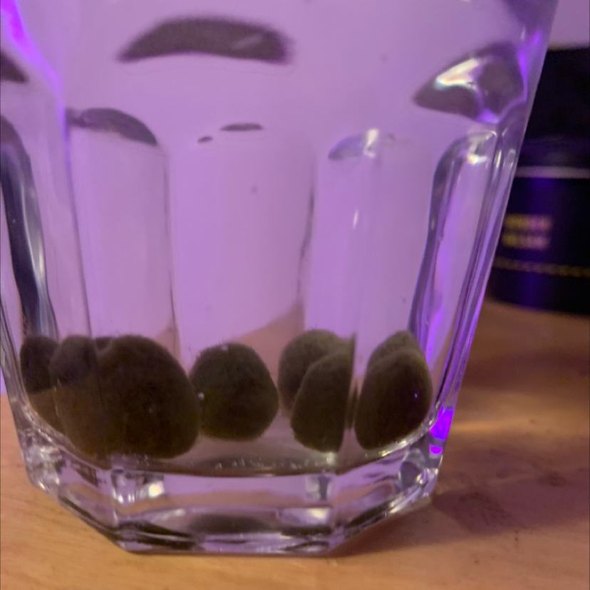 Marimo Moss Balls plant photo by @Kennedy named Mochi on Greg, the plant care app.