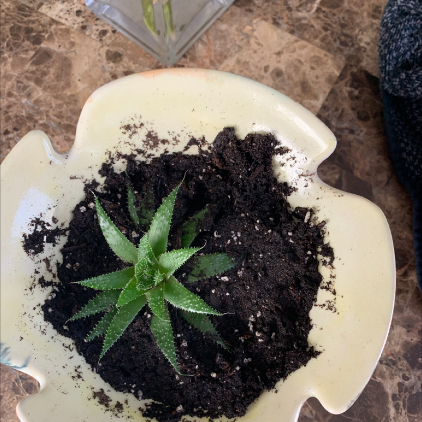 Zebra Plant plant photo by @Kennedy named Gregarious on Greg, the plant care app.