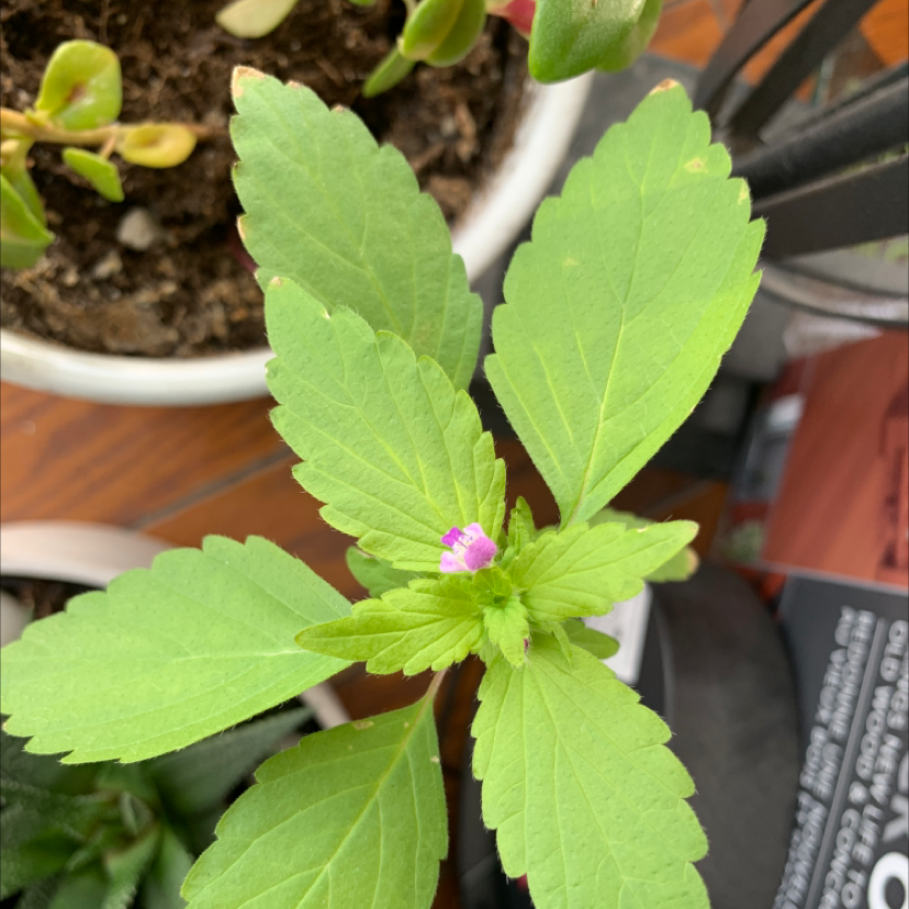 Photo of the plant species Splitlip Hempnettle by @Kennedy named Planty on Greg, the plant care app