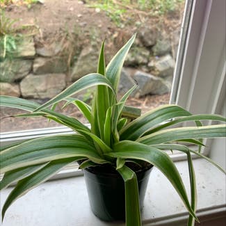 Variegated Spider Plant plant in Somewhere on Earth