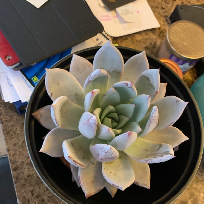 Lipstick Echeveria plant photo by @Kennedy named Forrest on Greg, the plant care app.