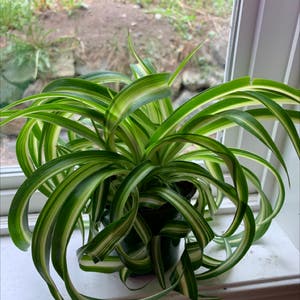 Curly Spider Plant plant photo by Kennedy named Mable on Greg, the plant care app.