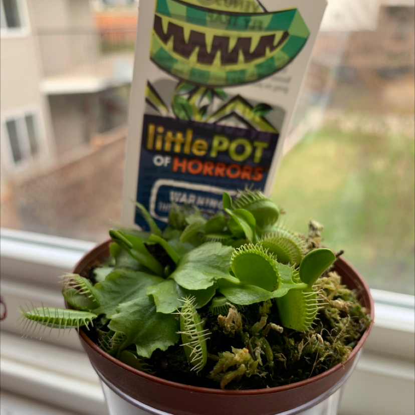 Red Piranha plant photo by @Kennedy named Terra on Greg, the plant care app.