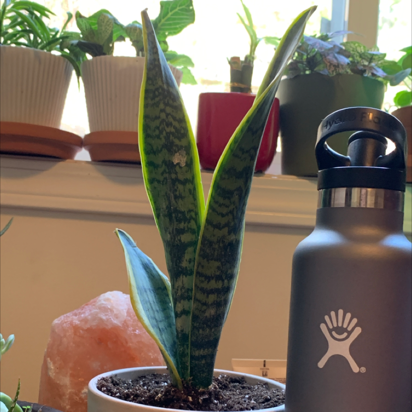 Variegated Snake Plant plant photo by @Kennedy named Messi on Greg, the plant care app.