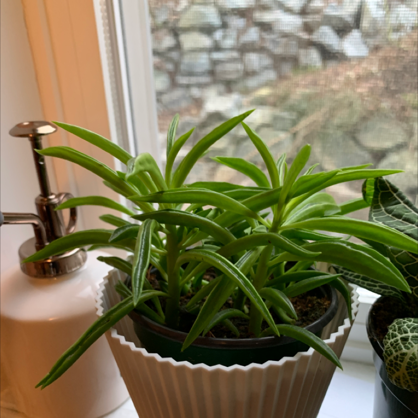 Pincushion Peperomia plant photo by @Kennedy named Plato on Greg, the plant care app.