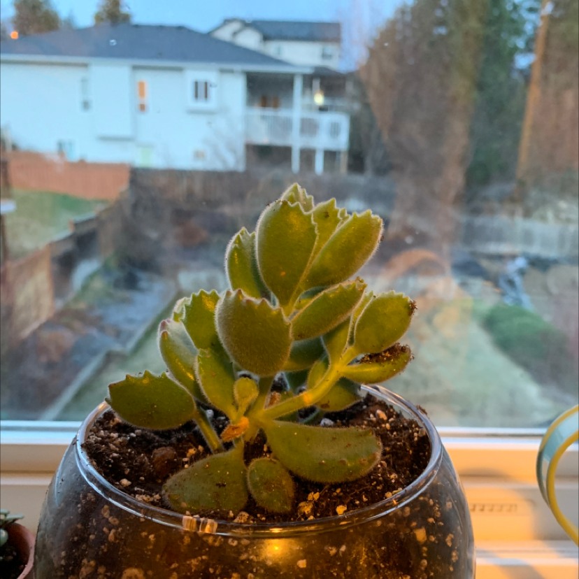Bear's Paw plant photo by @Kennedy named Sol on Greg, the plant care app.