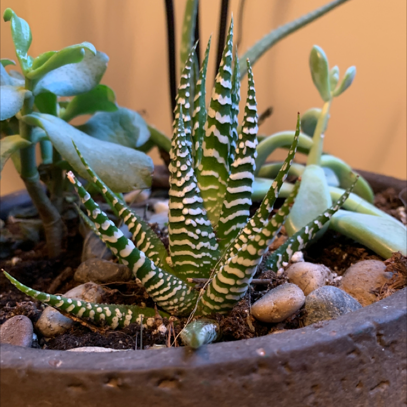 Zebra Plant plant photo by @Kennedy named Harry on Greg, the plant care app.