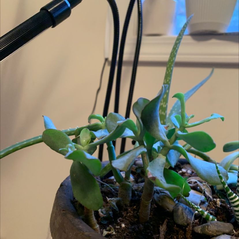 Lucky Plant plant photo by @Kennedy named Leonardo on Greg, the plant care app.