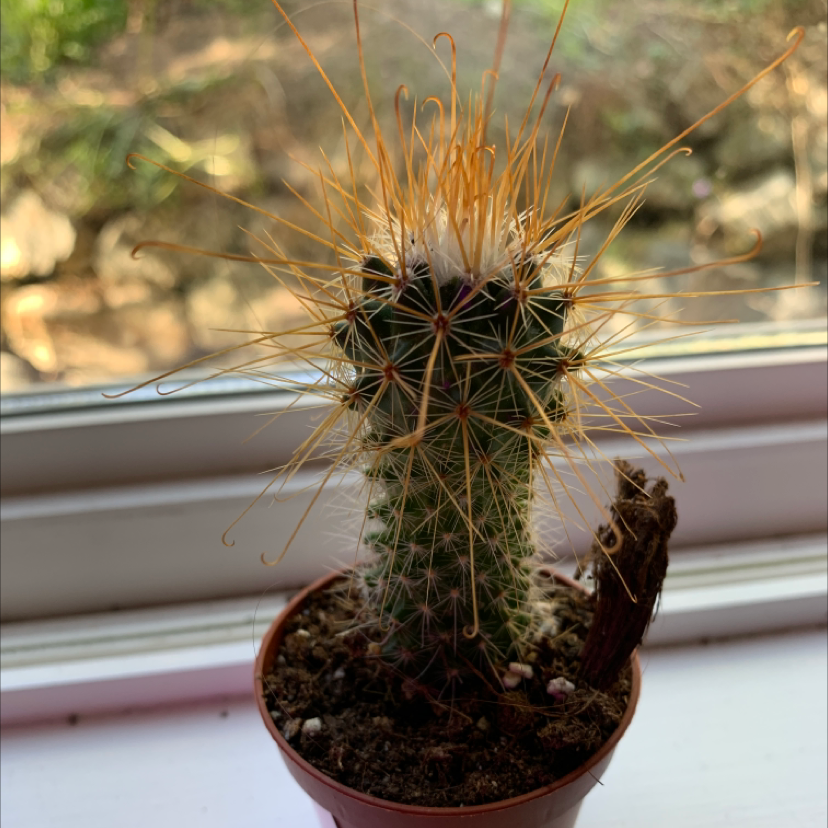 Common Fishhook Cactus in a pot on a windowsill with prominent spines.