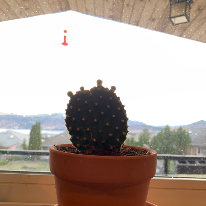 Bunny Ears Cactus plant photo by @Kennedy named Scarlett on Greg, the plant care app.