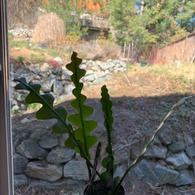 Fishbone Cactus plant photo by @Kennedy named da Vinci on Greg, the plant care app.