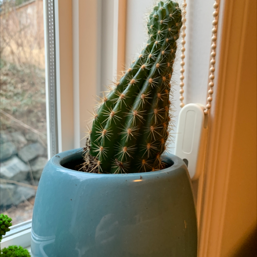 Golden Torch plant photo by @Kennedy named Planty on Greg, the plant care app.