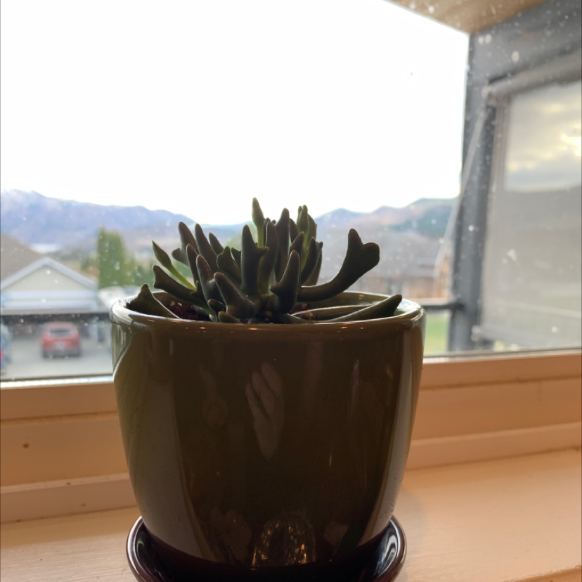 Lucky Plant plant photo by @Kennedy named Sigmund on Greg, the plant care app.