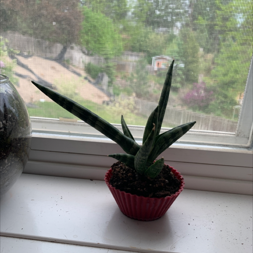Starfish Snake Plant in a small pot on a windowsill with a garden view in the background.