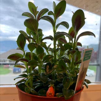 Goldfish Plant plant in Somewhere on Earth