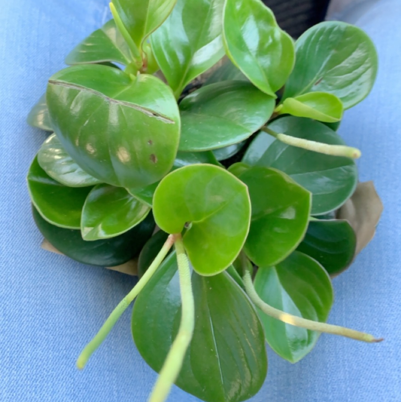 Baby Rubber Plant plant photo by @Kennedy named Oscar on Greg, the plant care app.