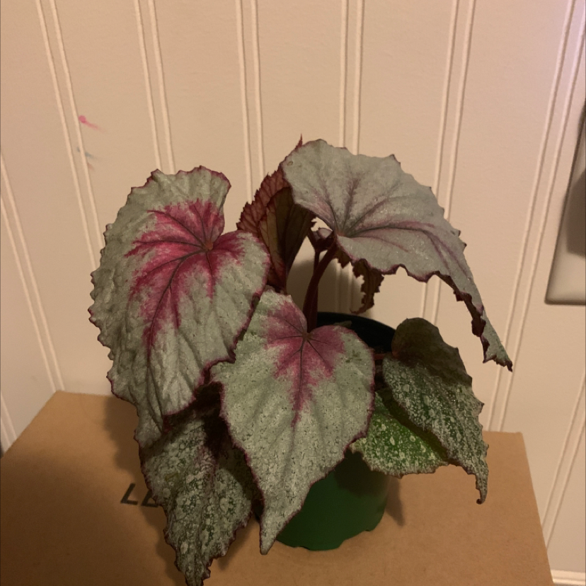 Rex Begonia plant photo by @Kennedy named Winston on Greg, the plant care app.