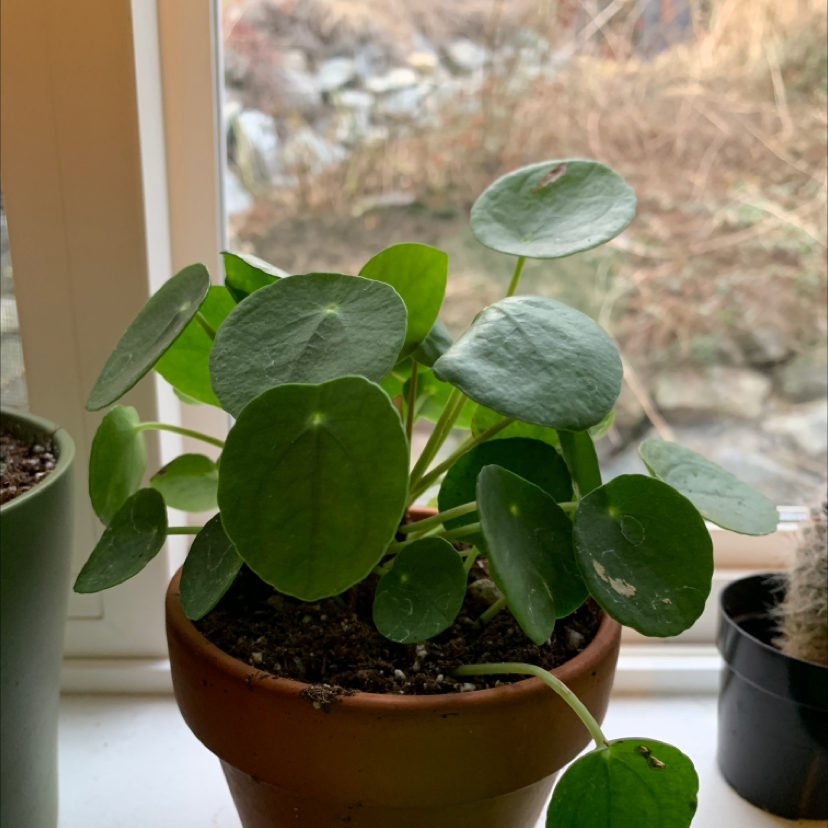 Chinese Money Plant plant photo by @Kennedy named Athena on Greg, the plant care app.
