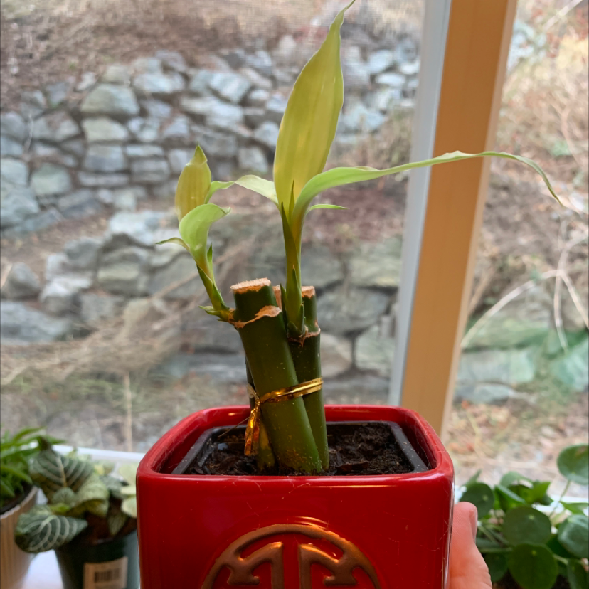 Lucky Bamboo plant photo by @Kennedy named Mando on Greg, the plant care app.