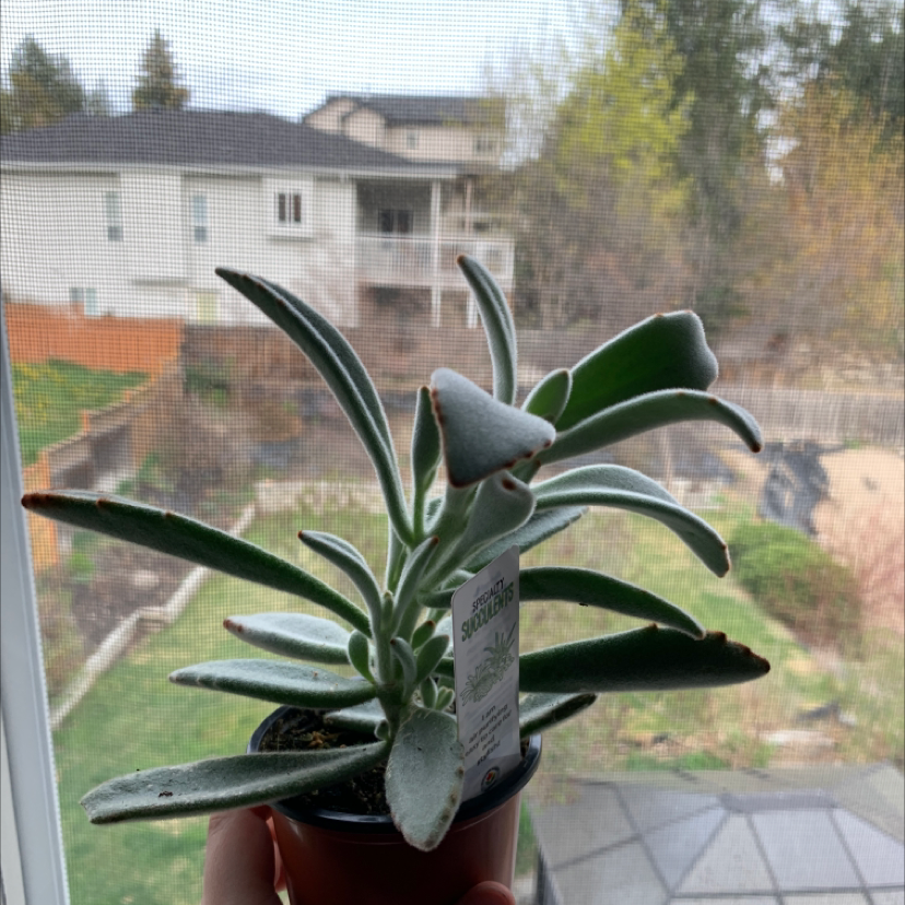 Panda Plant plant photo by @Kennedy named Achilles on Greg, the plant care app.