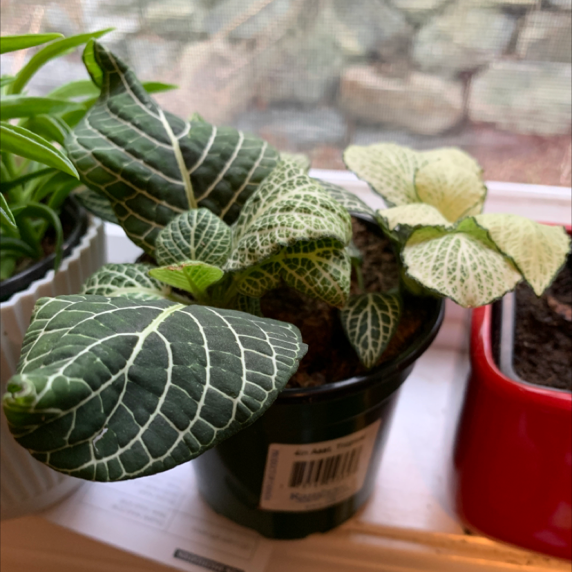 Nerve Plant plant photo by @Kennedy named Sage on Greg, the plant care app.