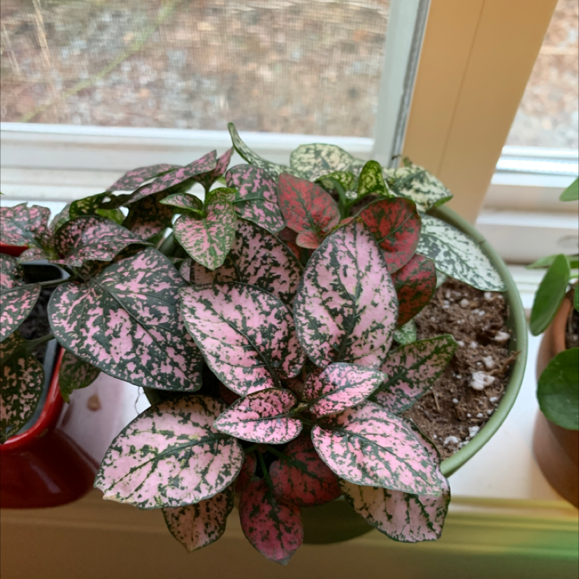 Polka Dot Plant plant photo by @Kennedy named Velma on Greg, the plant care app.