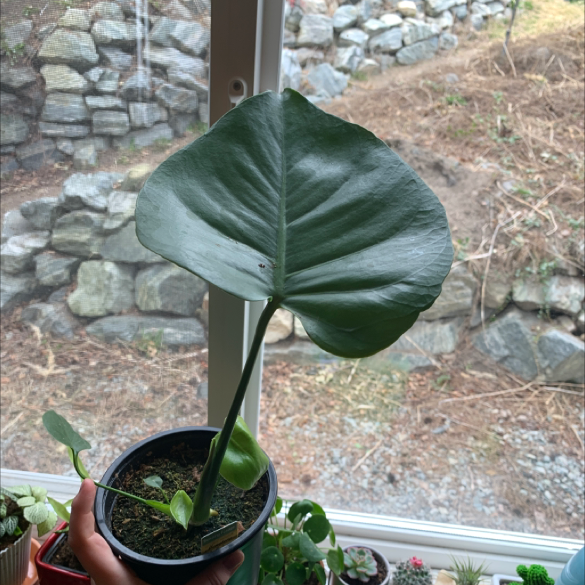 Monstera plant photo by @Kennedy named Gobi on Greg, the plant care app.
