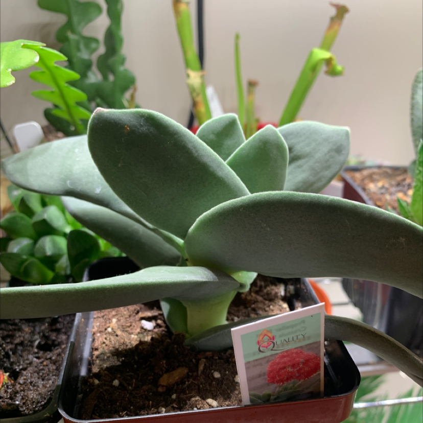 Healthy Propeller Plant with thick, fleshy leaves in a pot with visible soil.