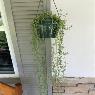 String of Dolphins plant in Oviedo, Florida