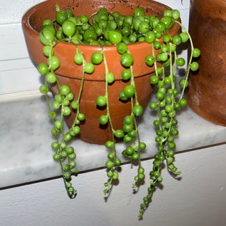 String of Pearls plant in Oviedo, Florida