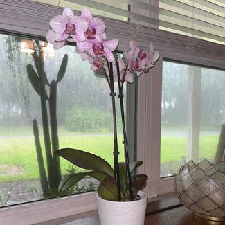 Early-purple orchid plant in Oviedo, Florida