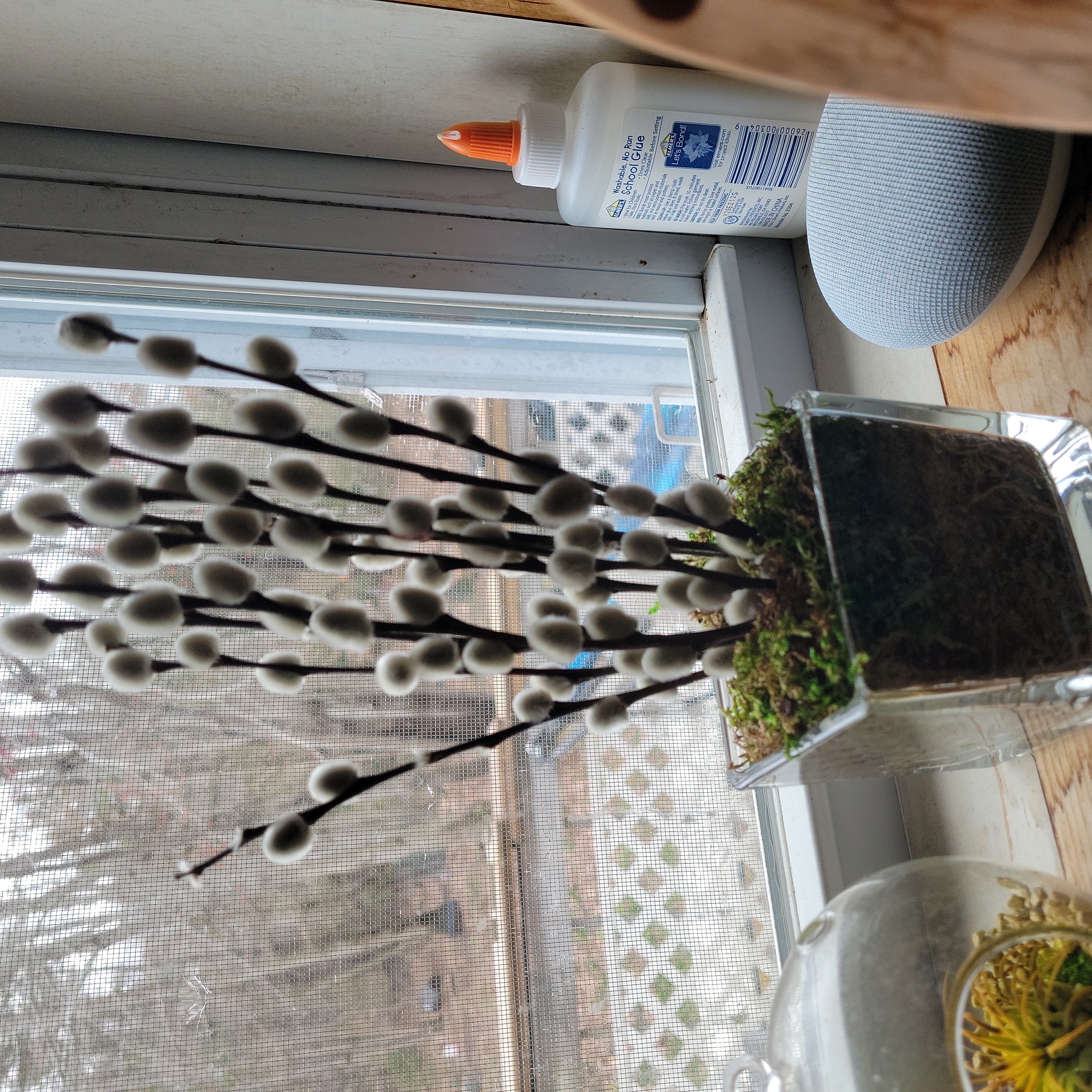 Pussy Willow plant in a glass container with visible soil, placed near a window.