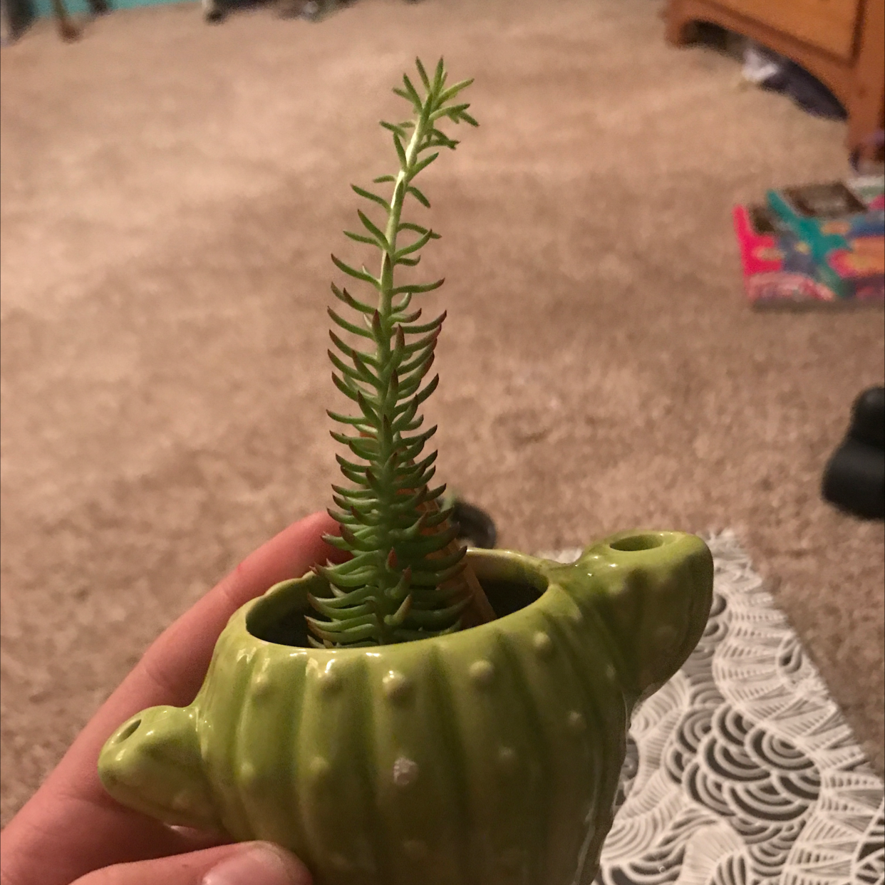 Photo of the plant species Spinulum annotinum by @SalutePepino named Poppy on Greg, the plant care app
