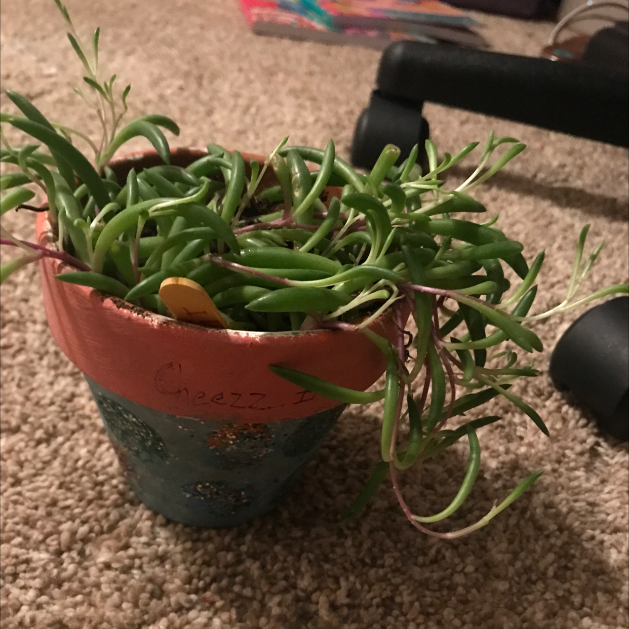 Photo of the plant species Pineapple Succulent by @SalutePepino named Cheez-it on Greg, the plant care app