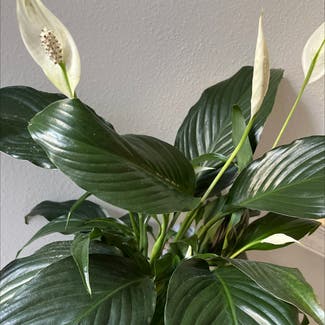 Peace Lily plant in Kissimmee, Florida