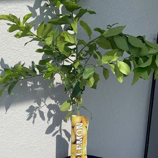 Eureka Lemon plant in Kissimmee, Florida