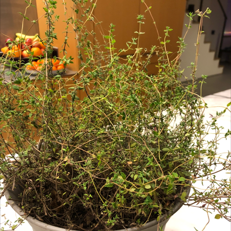 Close-up view of a healthy common thyme plant with dense green foliage growing in a white ceramic pot indoors.