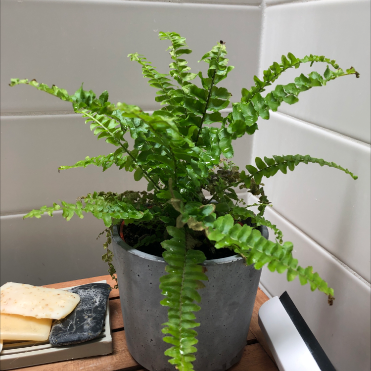 Healthy, lush Erect Sword Fern in a gray ceramic pot, with vibrant green upright fronds, on a white surface with books.