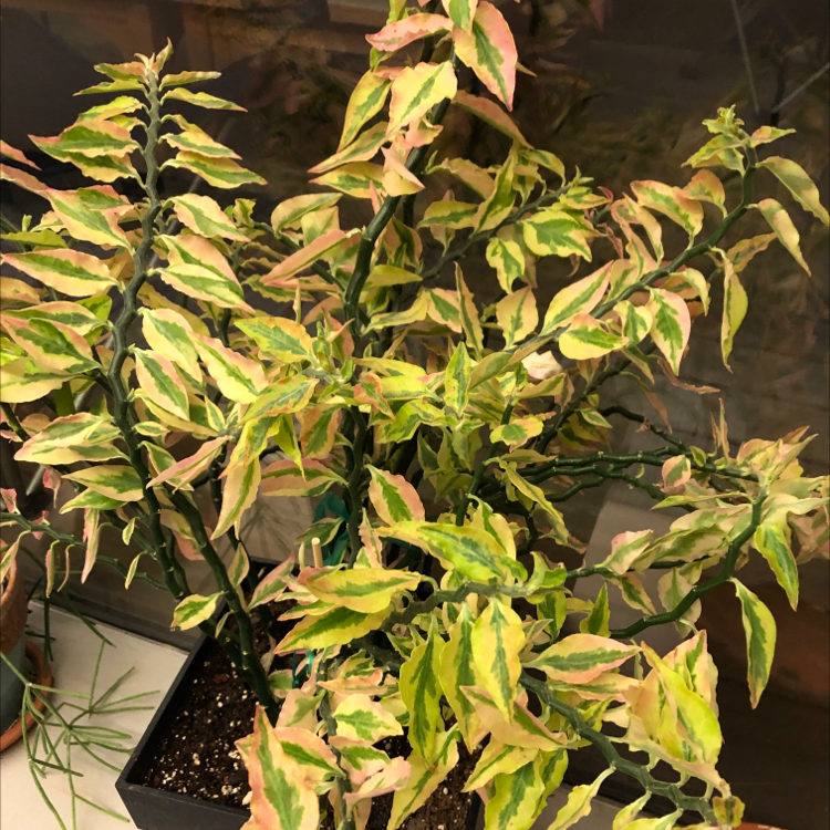 A healthy potted Japanese Poinsettia plant with variegated green, yellow and pink leaves on a wooden surface.