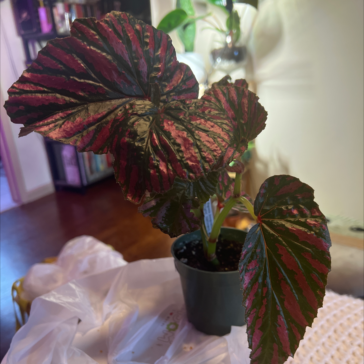 Potted Exotica Begonia plant with large, colorful leaves indoors.