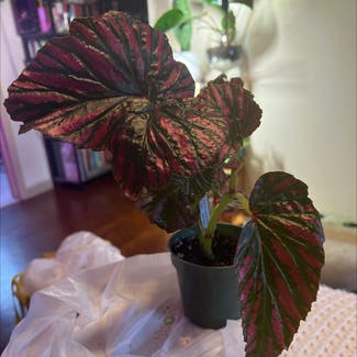 Exotica Begonia plant in Somewhere on Earth