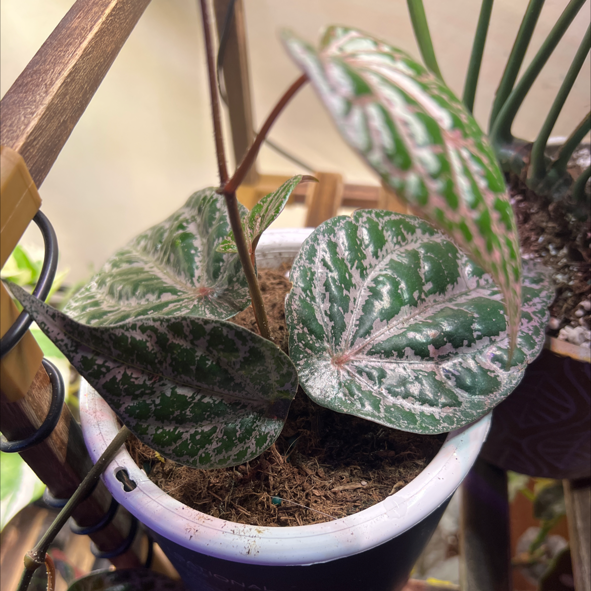 Potted Red Betel plant with variegated leaves, healthy and well-framed.