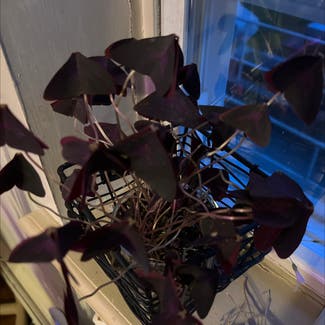 Purple Shamrocks plant in Somewhere on Earth