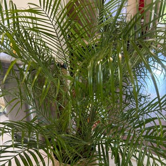 Pygmy Date Palm plant in Somewhere on Earth